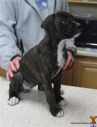 AKC Boxer Female F2